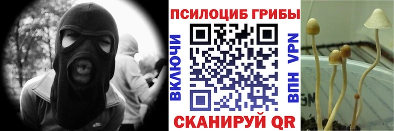 наркошоп Талица Галлюциногенные грибы Psilocybine cubensis